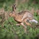 Hare i fuldt løb