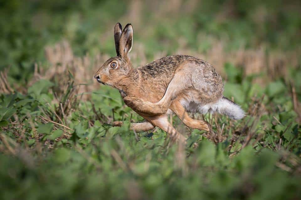 Hare i fuldt løb